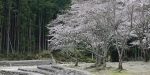 春の大里親水公園