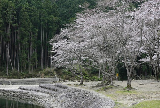 春の大里親水公園