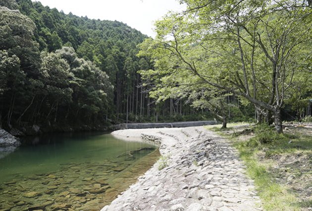 夏の大里親水公園