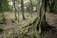 鵜殿城址